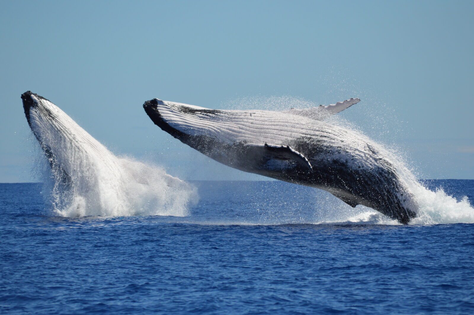 breaching humpback whales 1