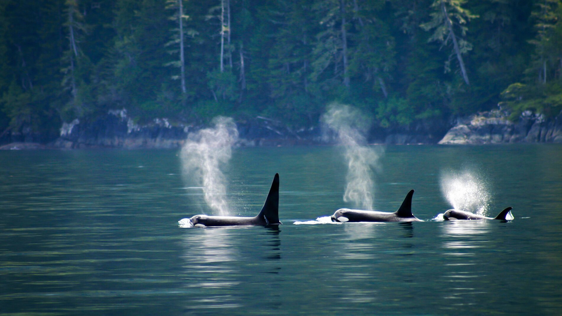 Three orcas in a row, telegraph cove at Vancouver island, British Columbia, Canada.