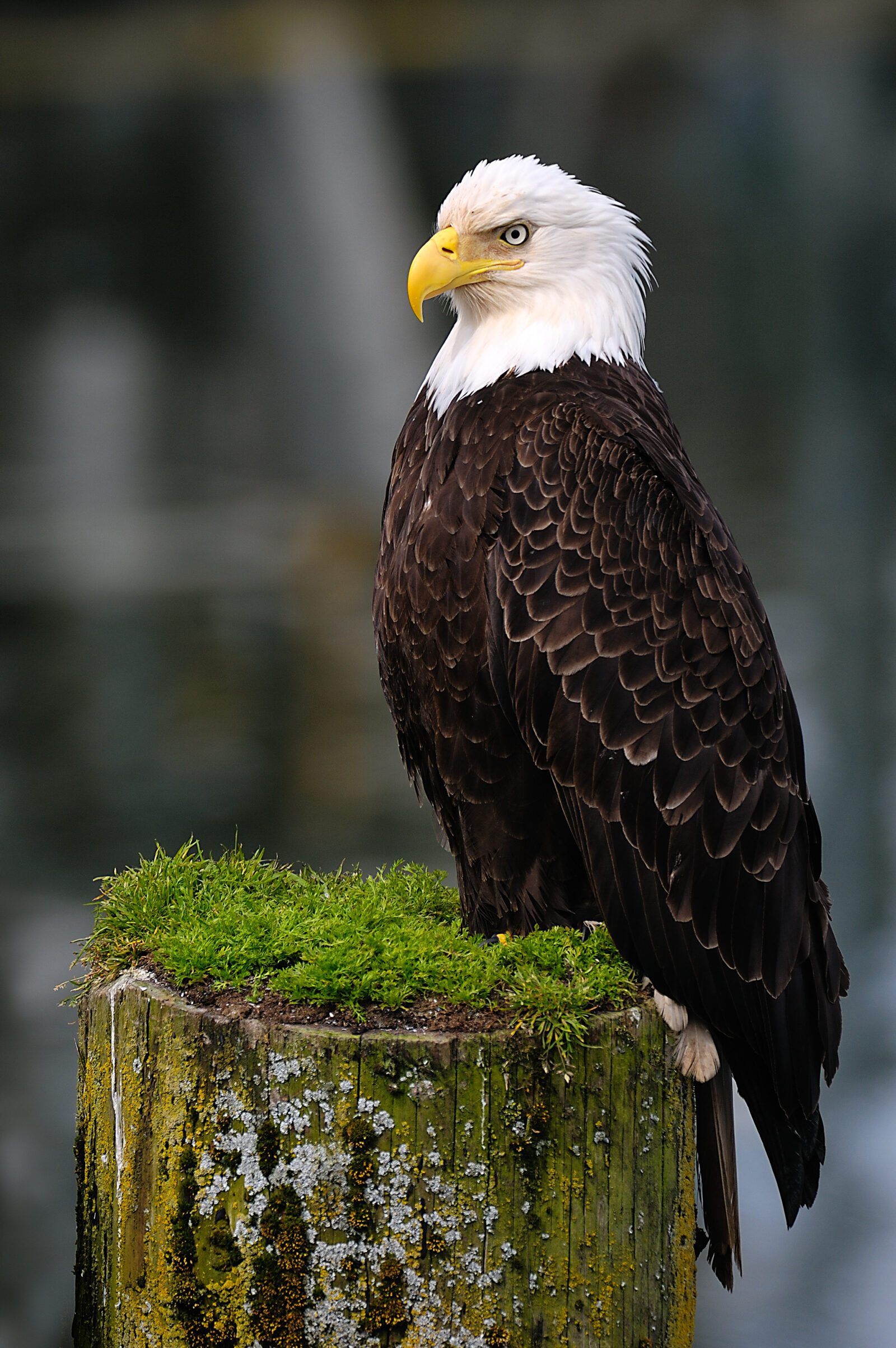 Vertical shot of a Bald Eagle perched on wood in Prince Rupert, Canada